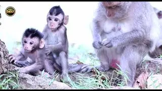 New born baby want to climb up on the tree Angkor daily​​​ 1633