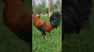 ylh