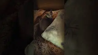 Котэ