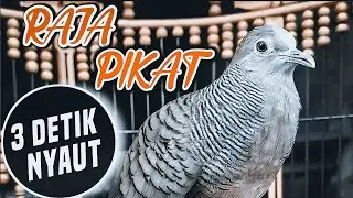 Sudah terbukti MANJUR !! perkutut lokal gacor BIKIN RAME sekampung