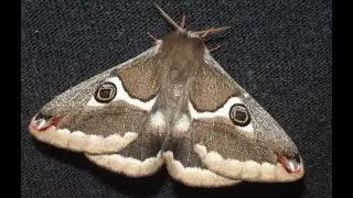 Wild Silkmoth Life Cycle - Saturnia albofasciata V00609
