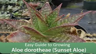 Easy Guide to Growing : Aloe dorotheae (Sunset Aloe)