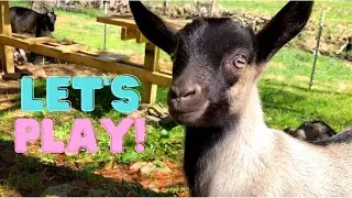 We let ur BABY GOATS goats out to play!