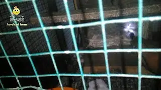 CARA MENGETAHUI LOVEBIRD MENETAS TANPA LIHAT GLODOK / SARANG || BAMIS LOVEBIRD farm