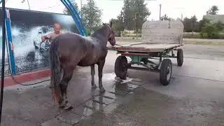 Spalatoriile la sat, un cal putere
