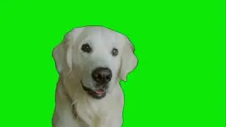 Cute Dog Green Screen #dog