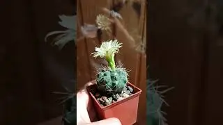 Gymno flowering Gymnocalycium kieslingii (Gymnocalycium baldianum var alba)
