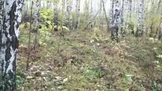 Макс. Прогулка 2015.09.27 p04