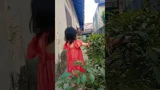 rumput berbuah #short #shorts #viralvideo #funny #shortvideo
