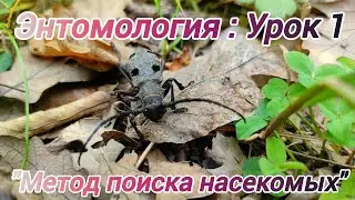 Энтомология: Урок 1 