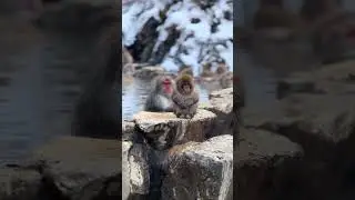 🐒