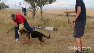 Немецкая овчарка на защите. Дрессировка собак