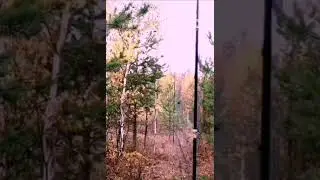 ловля клестов 2023г