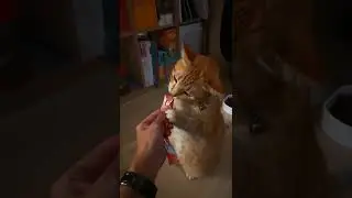 Puss in Boots is real!