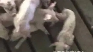 Rosebud Hog Factory -- Part 1