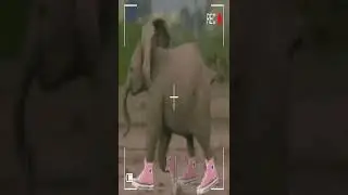 The baby elephant ran away from the milk #shorts Cool Funny video by SanulkaShow