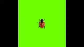 Green screen Kit Effects 