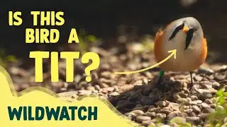 What’s a bearded tit? | WildWatch June #nature #birds #wetlands #reeds