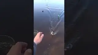 Лещ на удочку  #рыбалка