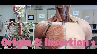 Origin & Insertion: 1