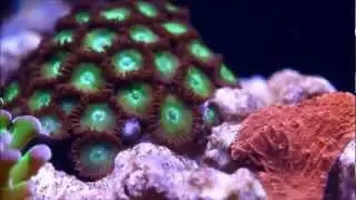 270L Reef