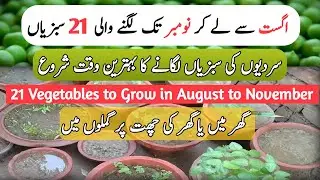 Vegetables to Grow In From August To November At Home in Pots | Start A Kitchen Garden