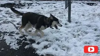 Хаски. Первый снег ❄️