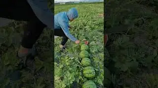 Watermelon Field Showdown: Slicing Summer Coolness with a Machete