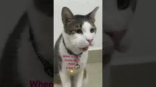 Pixy got a Bee kiss | In-house Cat Hostel At Mohali #viral #cat #video #pets #vacation #life #home