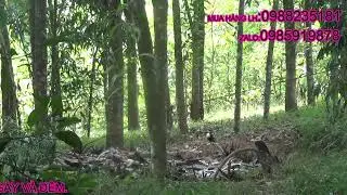 BẪY CHIM HÉC SOAN ĐẦU MÙA 2024.ĐÀN CHIM XUỐNG QUÁ PHÊ LUÔN Ạ.