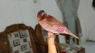 Kasih Makan Burung Lucu || feed cute birds