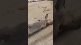 Микки. Француз