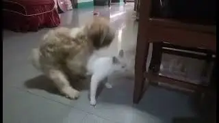 dog in heat with a cat