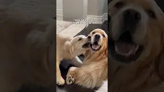 Puppy is very polite, very considerate 🥺 #dogshorts #puppy #puppies #dogs #goldenretriever #demure