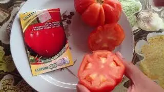 Томат 