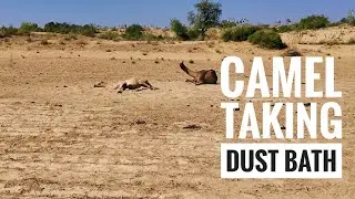 camels taking dust bath in desert
