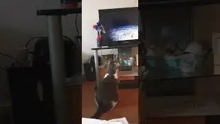 Mousey watching #shorts