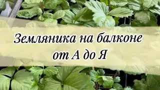 ЗЕМЛЯНИКА на балконе. Уход. Подкормка. Грунт. Сорт Александрия #земляника#огородкруглыйгод
