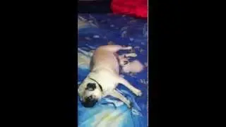 Котенок нашел маму