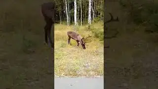 Северный олень гуляет под Петрозаводском