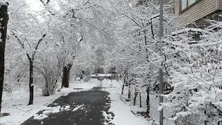 Құс қанаты | Наурыздағы қар