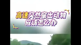 跑高速遇到紧急情况如何正确应对，许多新手因为不懂吃了亏！ #汽车 #汽车文化 #汽车爱好者 #汽车知识