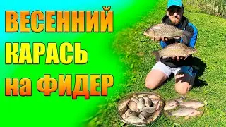 Весенняя ловля преднерестового КАРАСЯ. Ловля КИЛОГРАММОВЫХ КАРАСЕЙ. КАРАСЬ гнет палки в дугу!!!