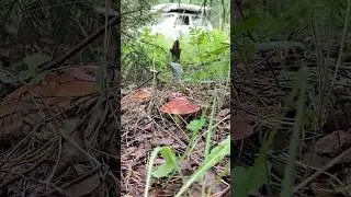 Тихая охота в лесу у хутора 