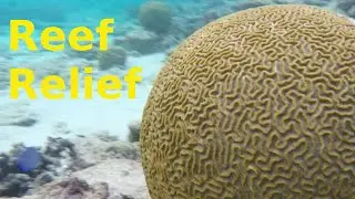 Reef Relief | Relaxation | Peaceplace | Snorkeling | Tropical Fish | Ocean Life | St Croix