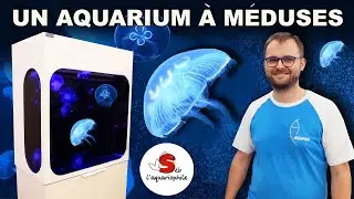 Aquarium à méduses chez toi !