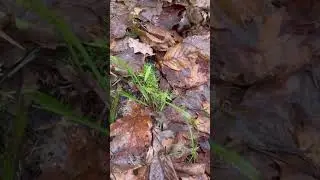 Тест-сравнение петард Cobra от Фаворит Пиро Групп и Шухер от ТКС 