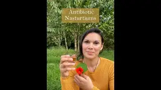 Nasturtium as a Medicine from the Ivywood Garden