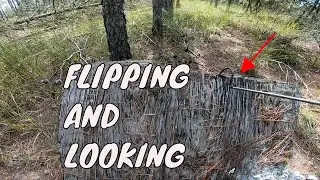HERPING IN THE  FALL IN FLORIDA*** PLUS A NEW PET