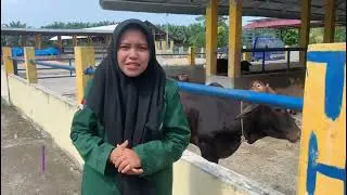 PTN_B, K2 Manajemen Ternak Potong dan Kerja